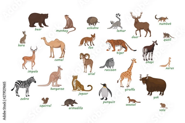 Fototapeta Zestaw zwierząt. Armadillo Camel Deer Echidna Impala Numbat Okapi Quoll Raccoon urial Vole łasica Xerus lemur zebra hare