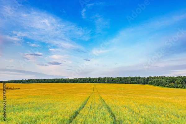 Obraz Field with rye and road at sunset time.