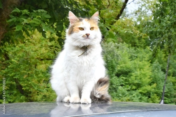 Obraz Tricolor domestic cat with green eyes sitting on the car roof. White cat lying on the automobile roof with green trees on background. Domestic kitty rest on the auto. Funny cat sitting on the car