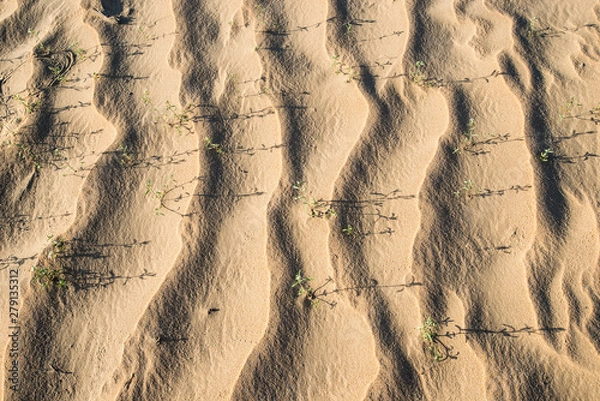 Obraz plants in the desert