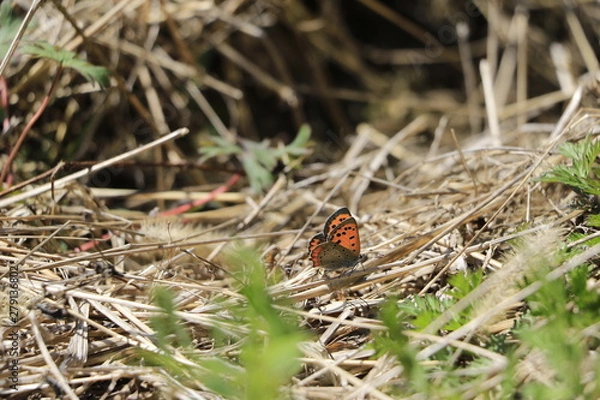 Fototapeta ベニシジミ