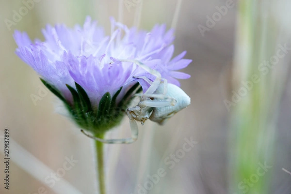 Obraz spider on a flower