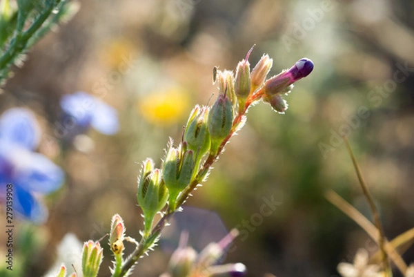 Obraz flowers in spring