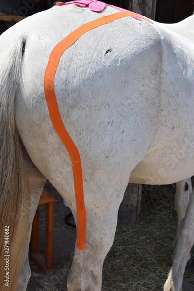 Obraz Taping am Pferd