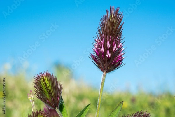 Obraz thistle in bloom