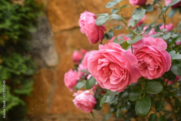 Obraz Pink bushy braided roses in garden on background of stone old house. closeup on a sunny summer day, buds of delicate flowers for postcards, color bloom in garden, beautiful blossom in outdoor street.