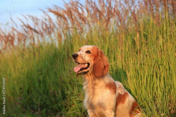 Obraz Dog breed Russian hunting spaniel in a summer field among high grass