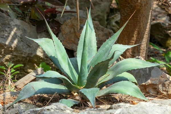 Obraz Agave plant