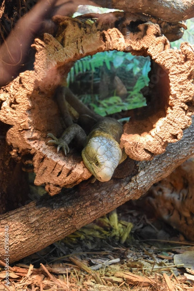 Fototapeta reptil saliendo de un tonco