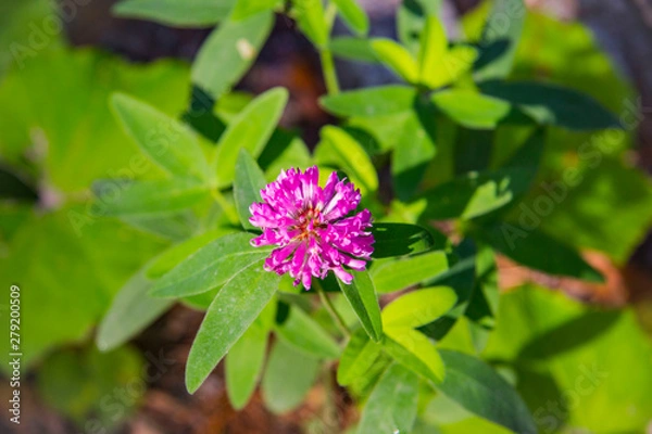Obraz flower in garden
