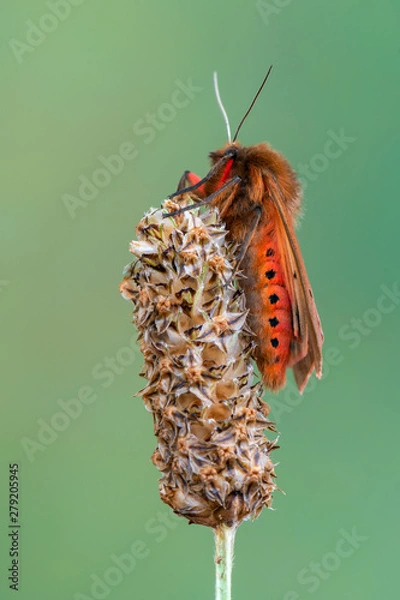 Obraz moth - ruby tiger - Phragmatobia fuliginosa