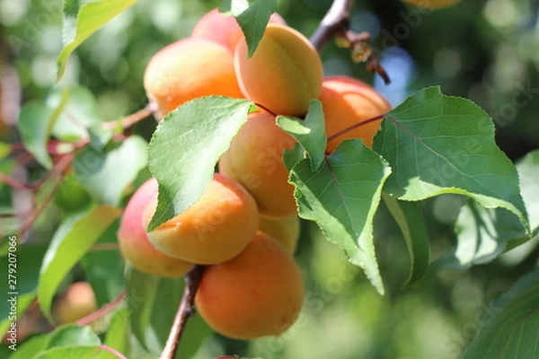 Fototapeta branch of the ripe apricots in the orchard