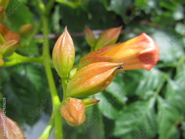 Fototapeta Unknown flower