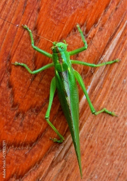 Fototapeta An Acridomorpha green insect in close up