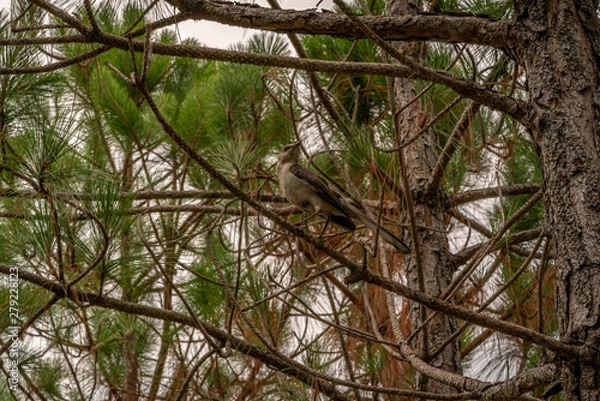 Fototapeta A bird in the pine trees singing a wonderful tune.