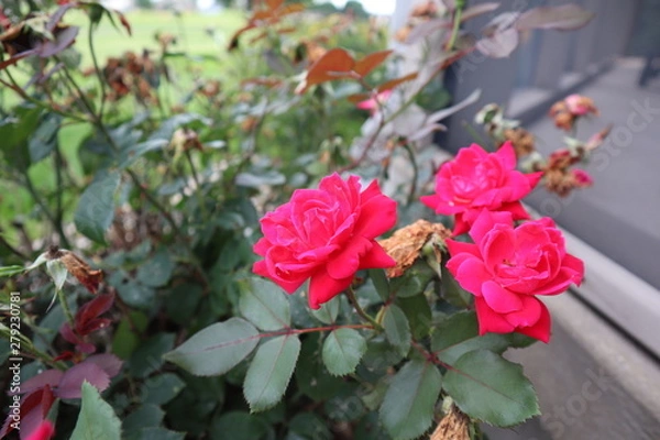Fototapeta Pink Flower