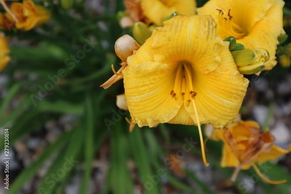 Fototapeta Yellow Flower