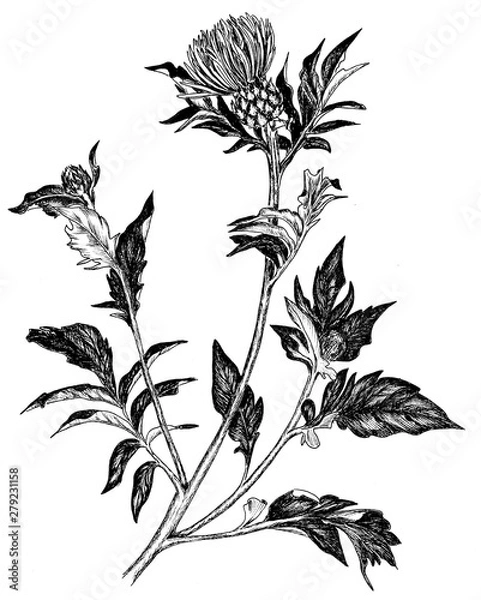 Obraz hand-drawn graphic thistle flower