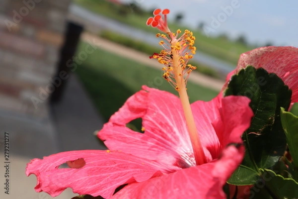 Fototapeta red hibiscus flower