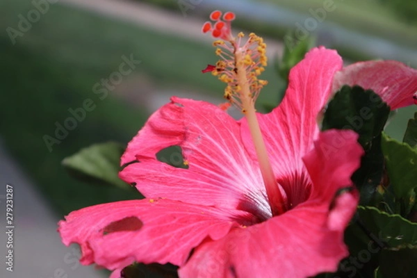 Fototapeta red hibiscus flower
