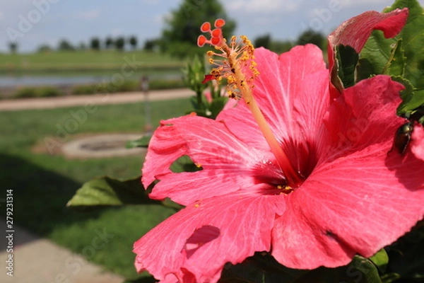 Fototapeta red hibiscus flower