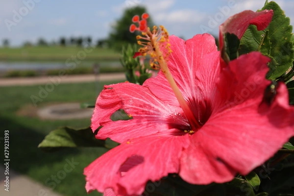 Fototapeta red hibiscus flower
