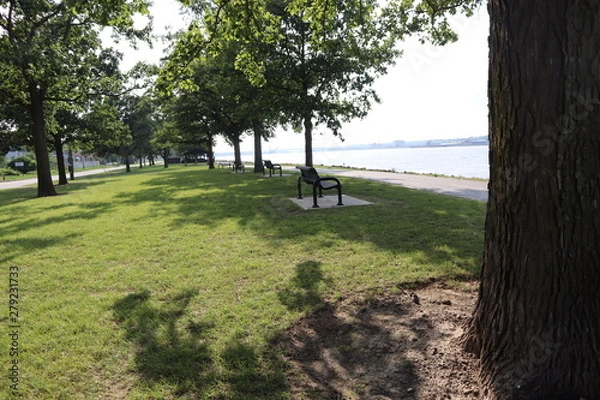 Fototapeta trees in the park
