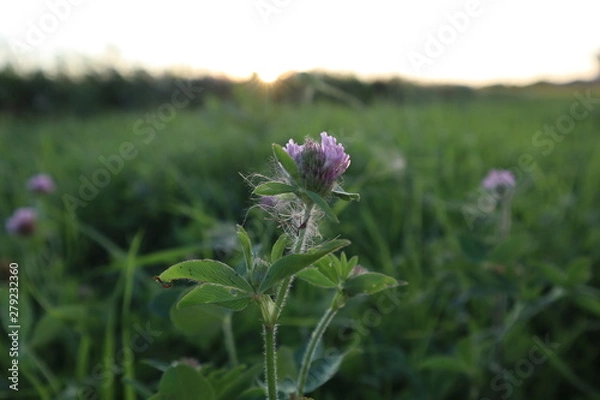 Fototapeta purple flower
