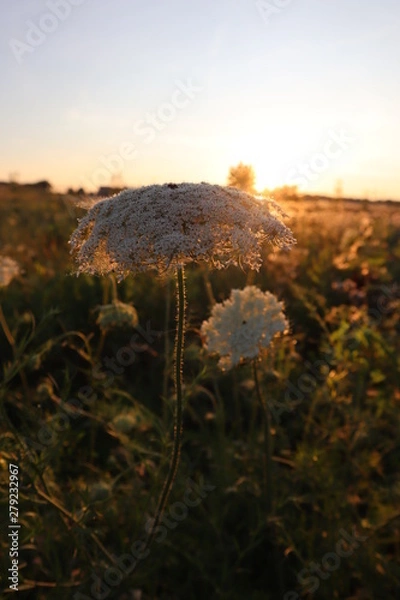 Fototapeta Garden in the sunset