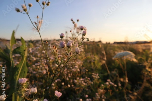 Fototapeta Garden in the sunset