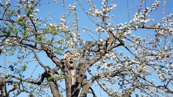 Obraz Zwetschkenbaum