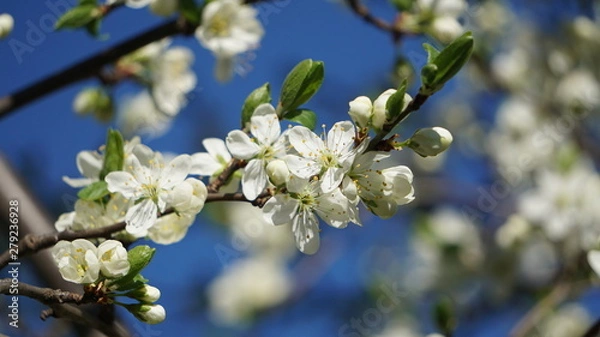 Obraz Zwetschkenblüte