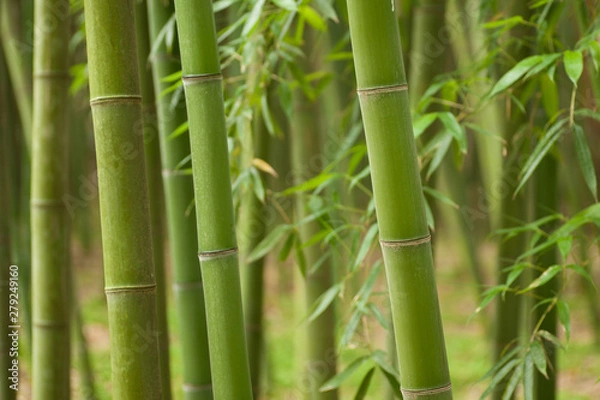 Fototapeta Beautiful horizontal bamboo stalks with leaves in the background.