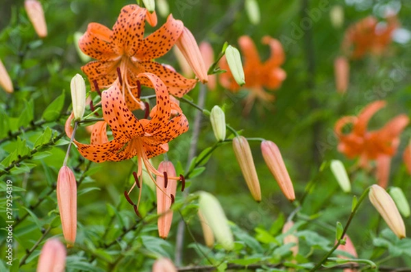 Fototapeta 鬼百合（オニユリ）