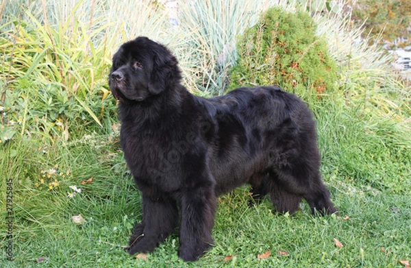 Obraz Черный ньюфаундленд в стойке на фоне зелени, анфас