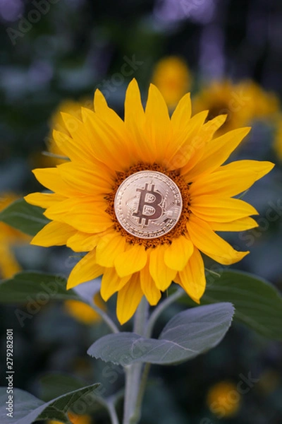Obraz bitcoin in sunflower vertical
