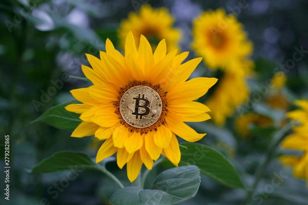 Obraz Sunflower with bitcoin
