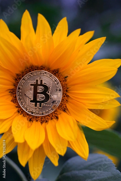 Obraz sunflower with bitcoin vertical