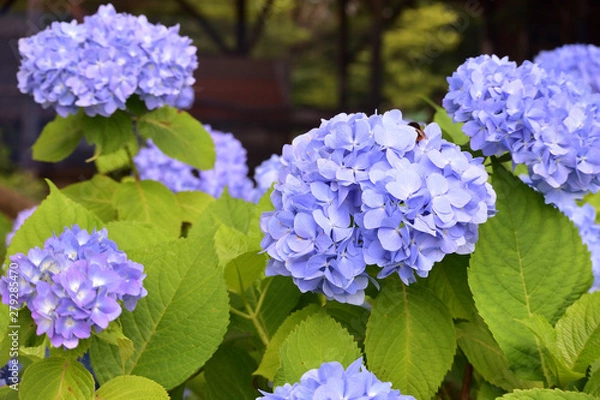 Fototapeta 薄紫の紫陽花