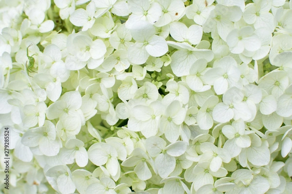 Fototapeta ハイドランジアのアップ