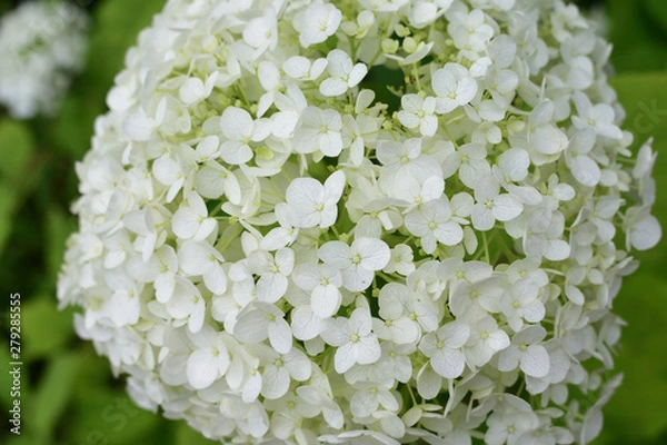 Fototapeta ハイドランジア
