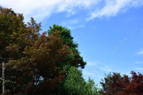 Fototapeta 深緑と青空