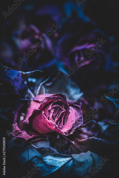 Obraz Close up of withered roses, abstract background
