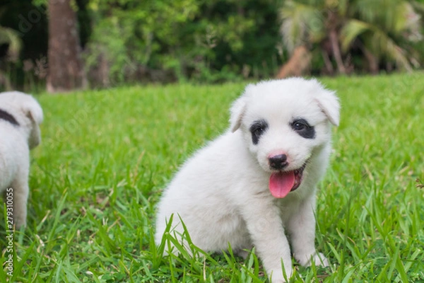 Fototapeta Thai bangkaew dog cute white puppies playing in the park and look at camera sitting in grass.
