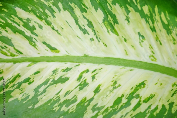 Fototapeta Green Leaf Texture background with light behind