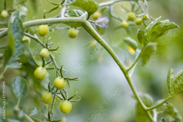 Fototapeta green cherry tomatoes grows