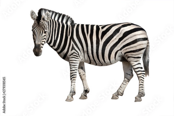 Fototapeta Zebra izolowana na białym