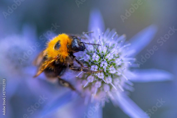 Fototapeta Bumblebee on a flower