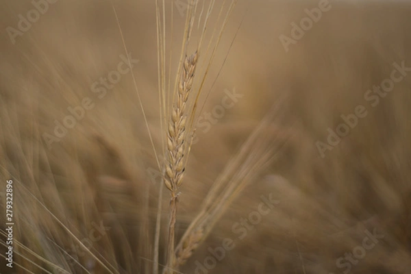 Obraz Wheat ready to be harvested 
