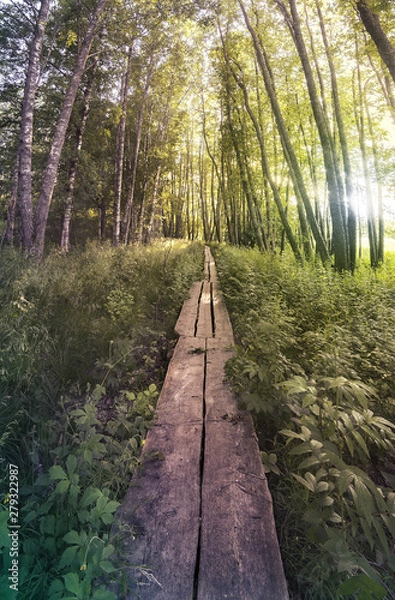 Obraz Duckboard forest path in sunlight